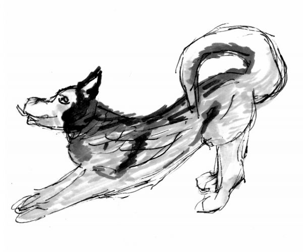 Sketch of a dog stretching