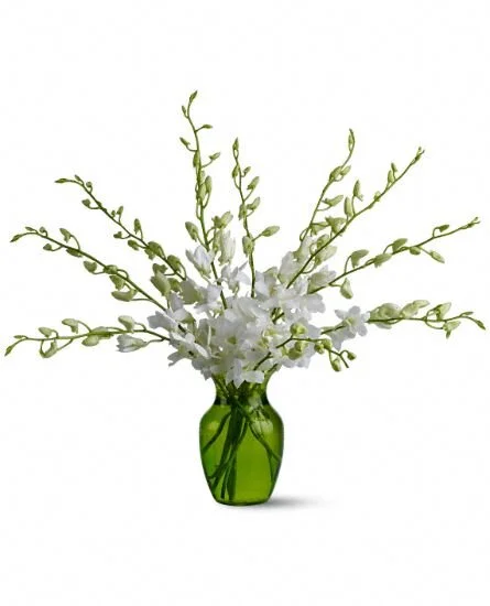 Serenity Orchids.jpg
