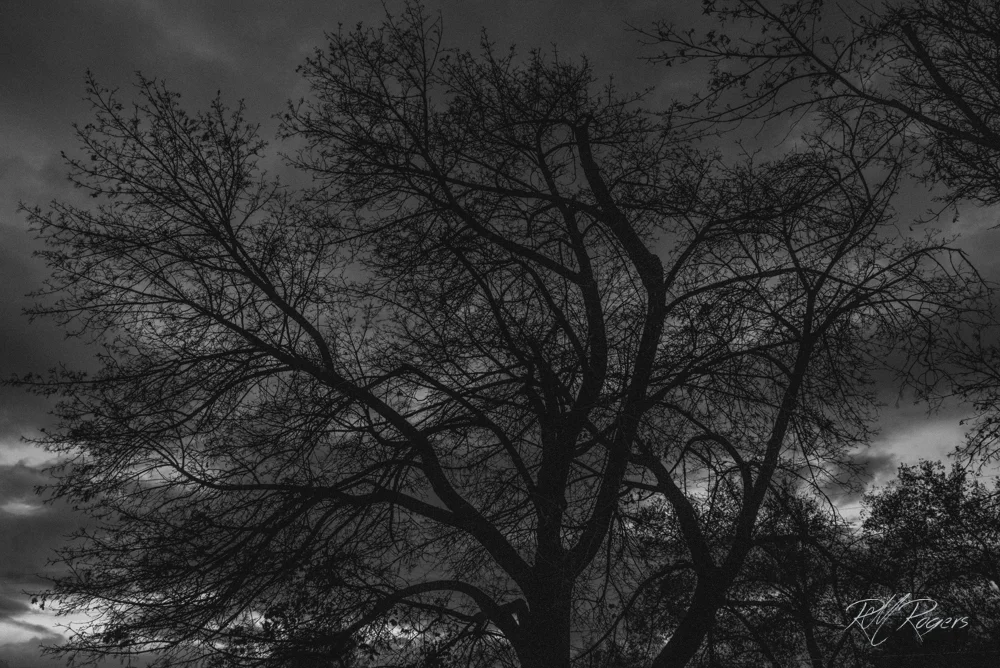 20161121-DSC_2353.JPG