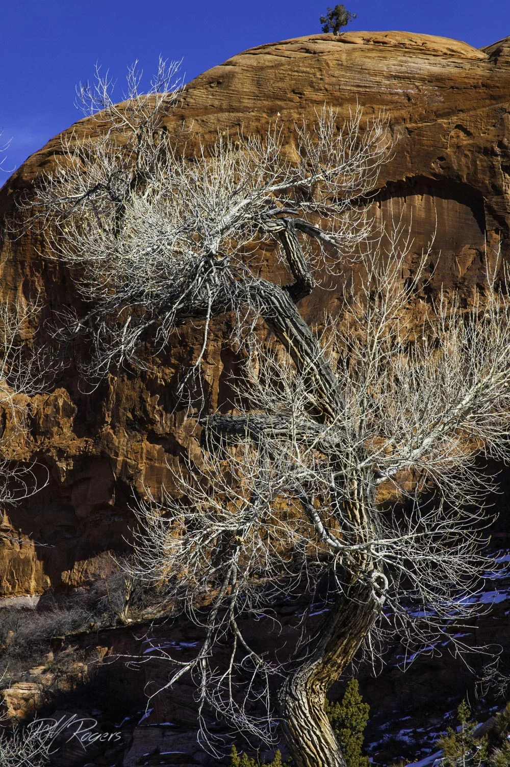 20120104-Phipps Arch-136-2.JPG