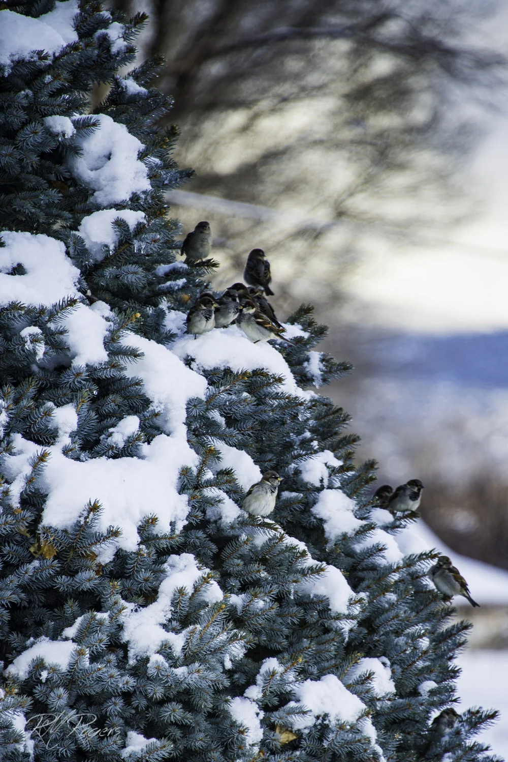 20121215-DSC_1083.JPG
