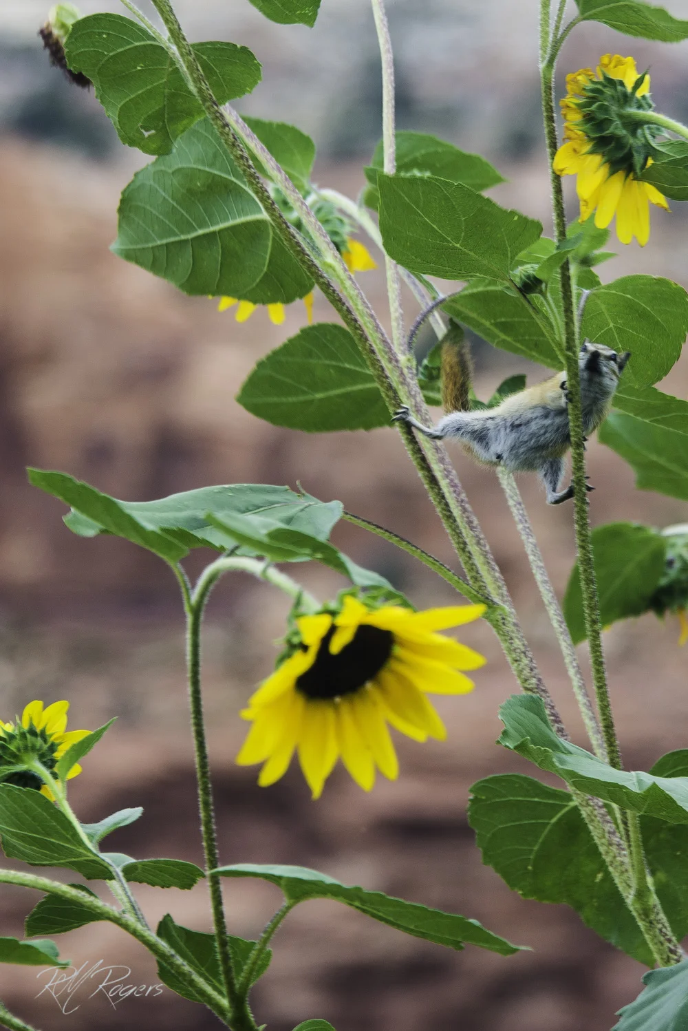 20130825-DSC_4461.JPG
