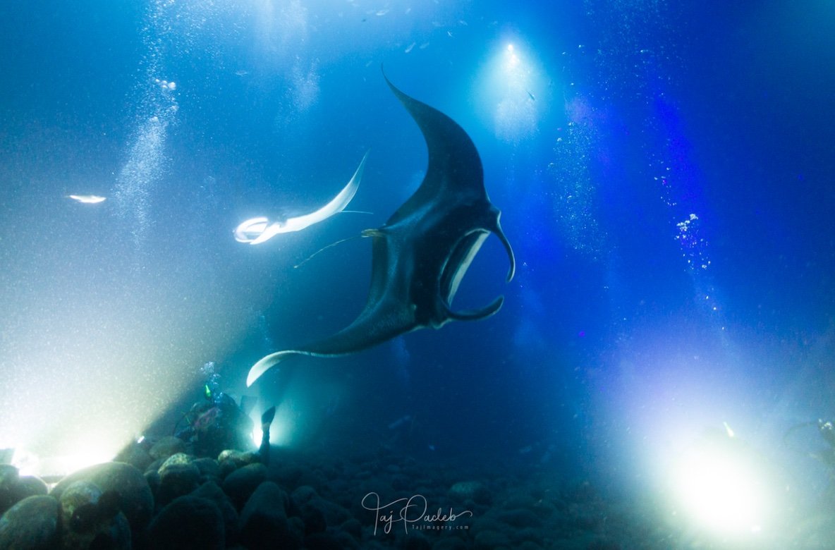 MANTA LIGHT