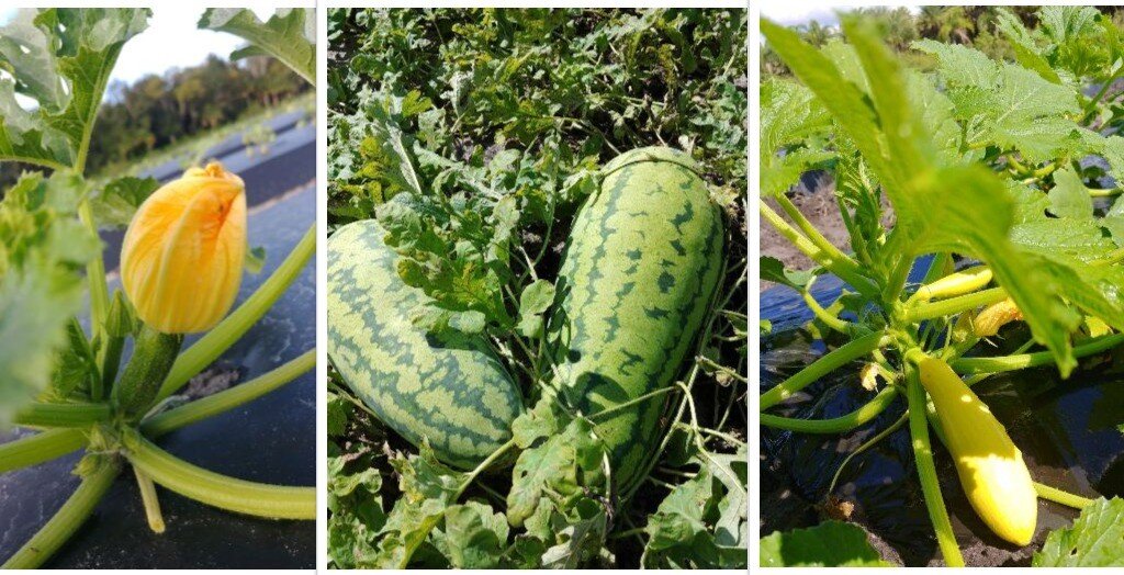 vegetable collage.jpg