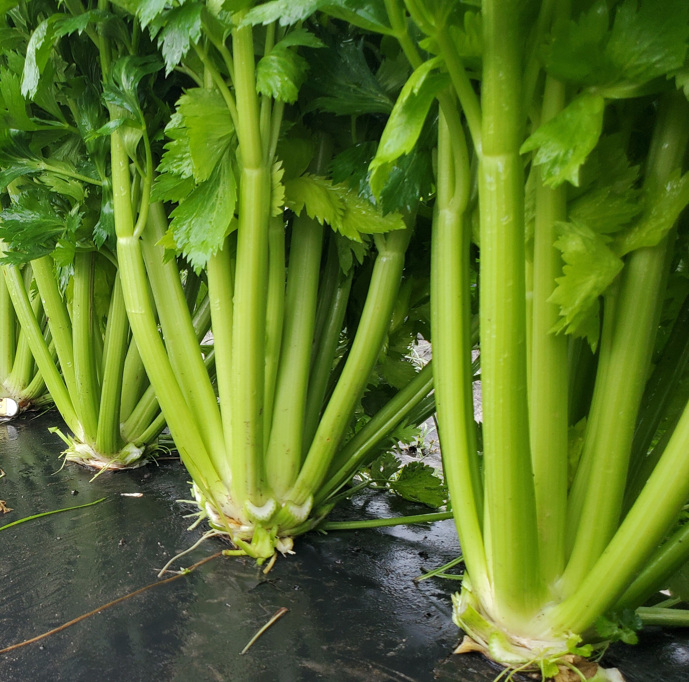 celery cropped.jpg