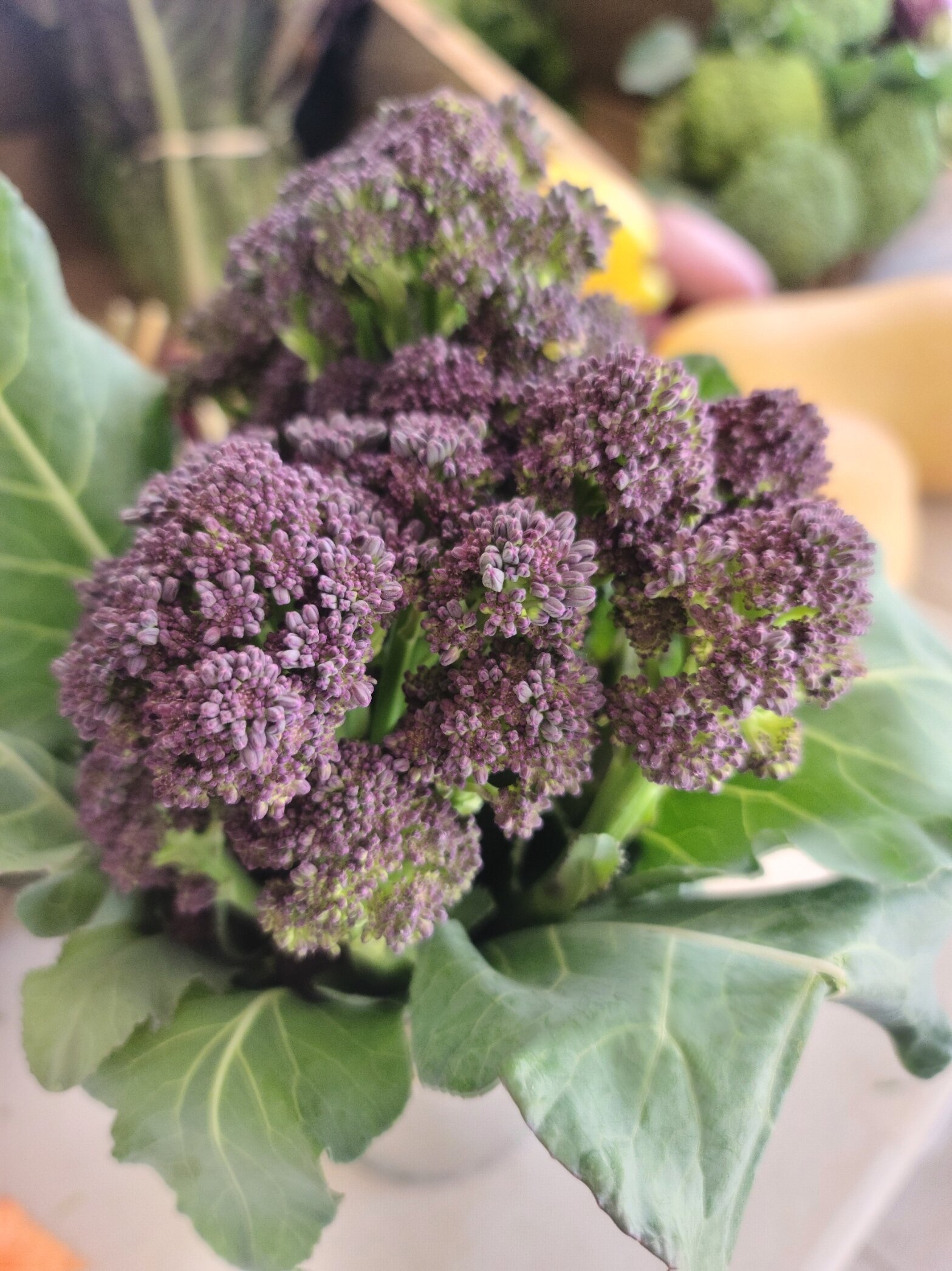 Purple Broccolini.jpg