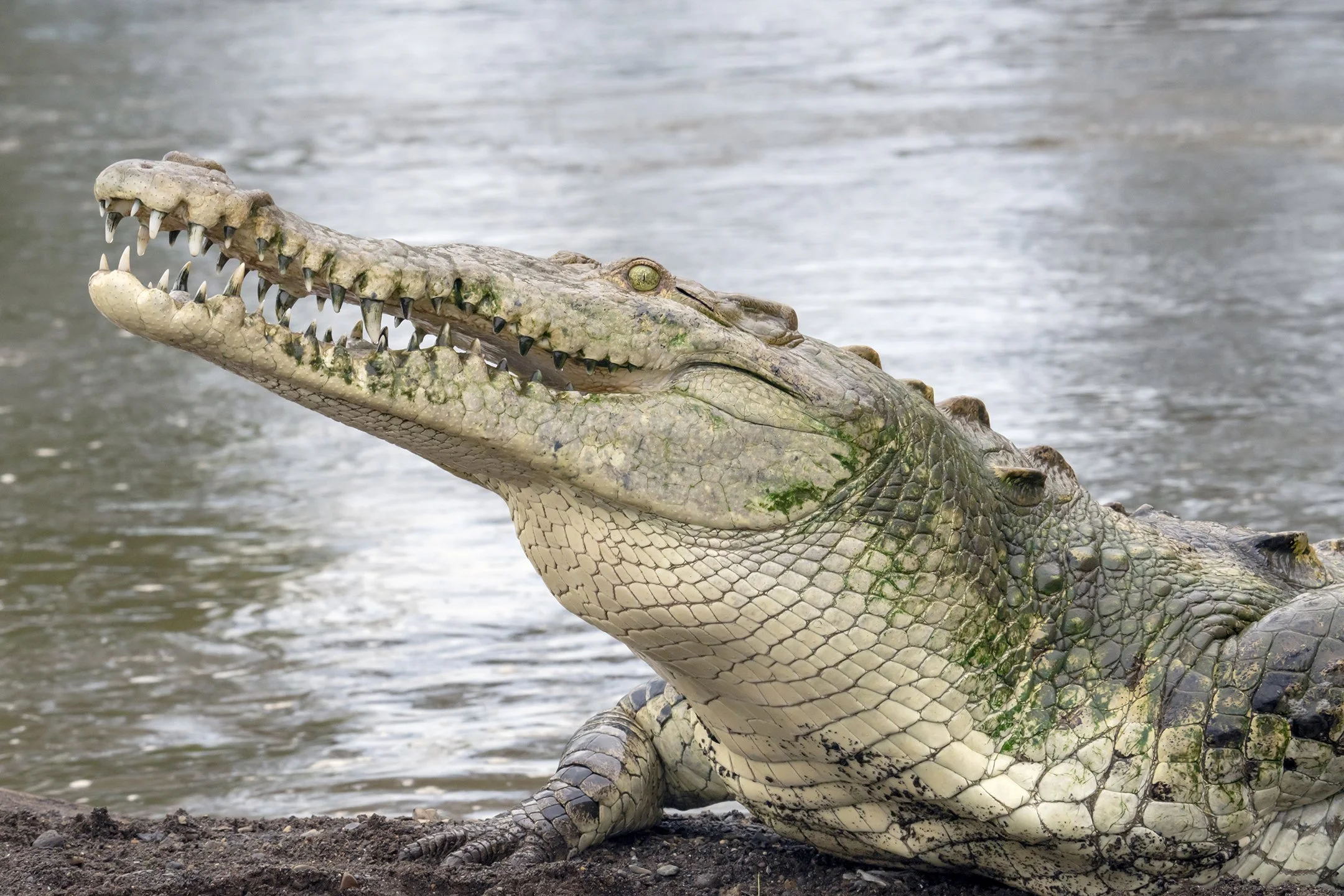 American Crocodile Basking by the Tarcoles River in Costa Rica