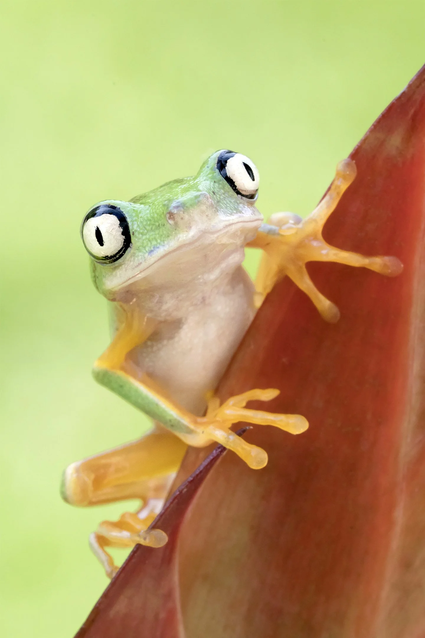 Lemur Frog