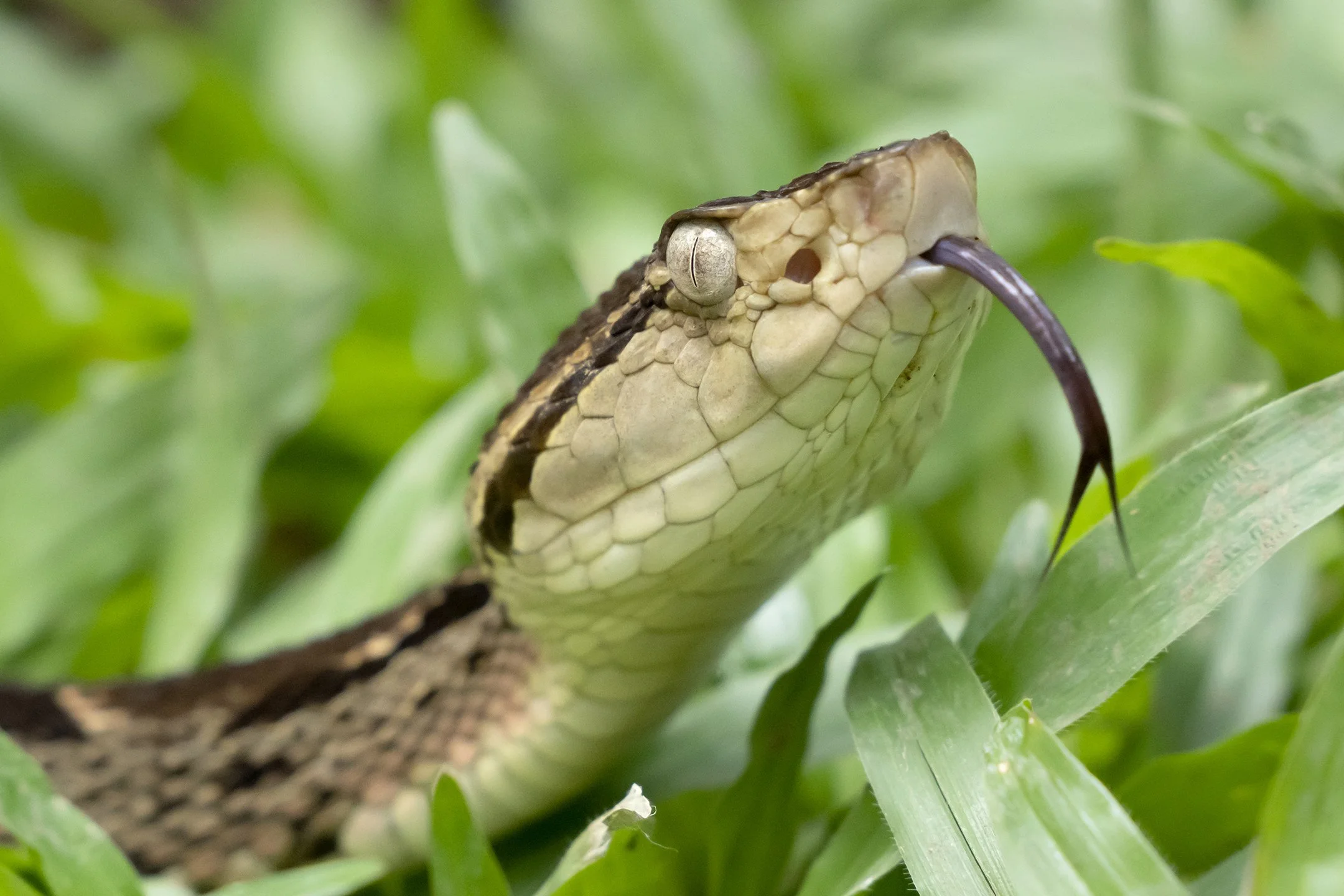 Fer-de-lance