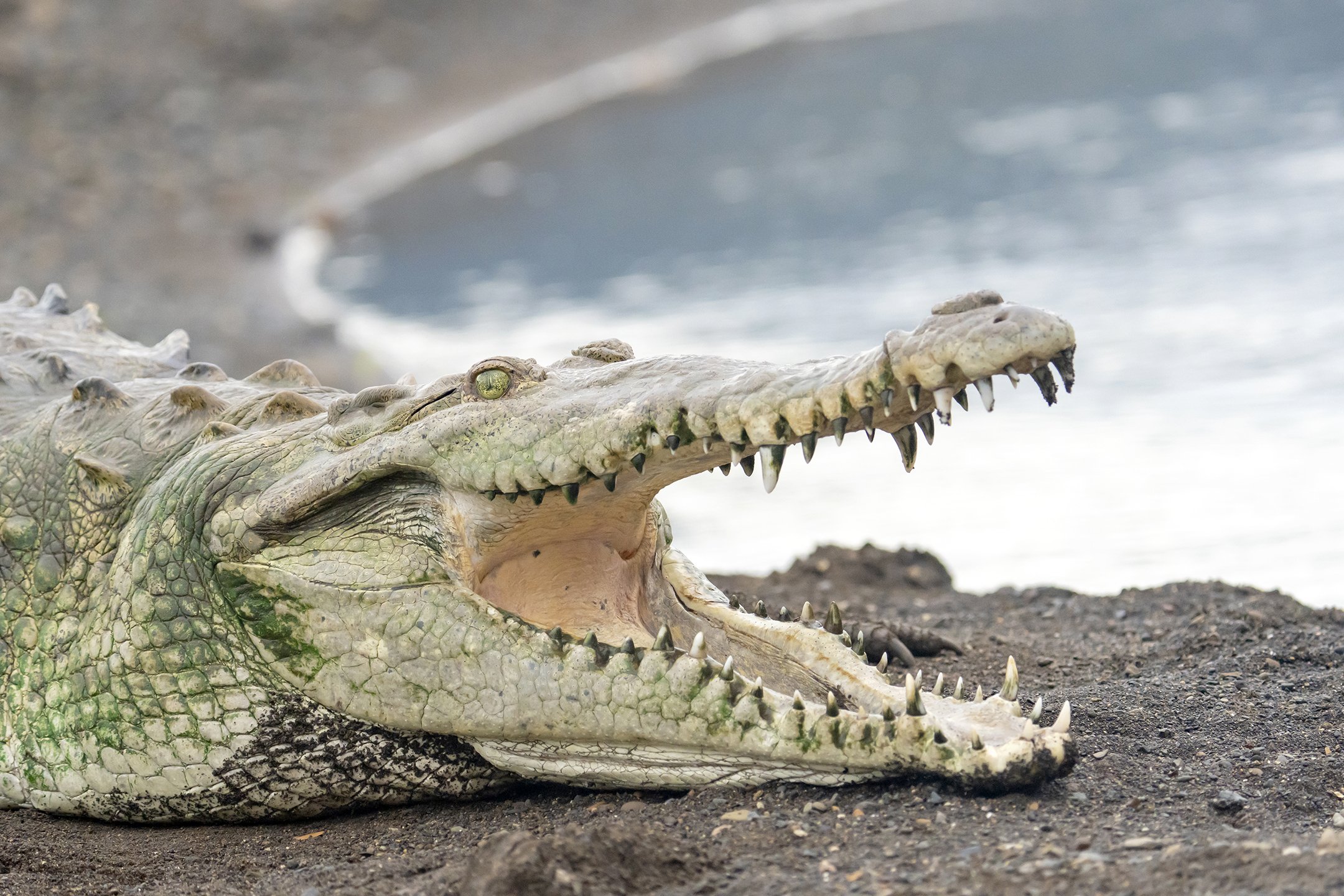 American Crocodile with open mouth