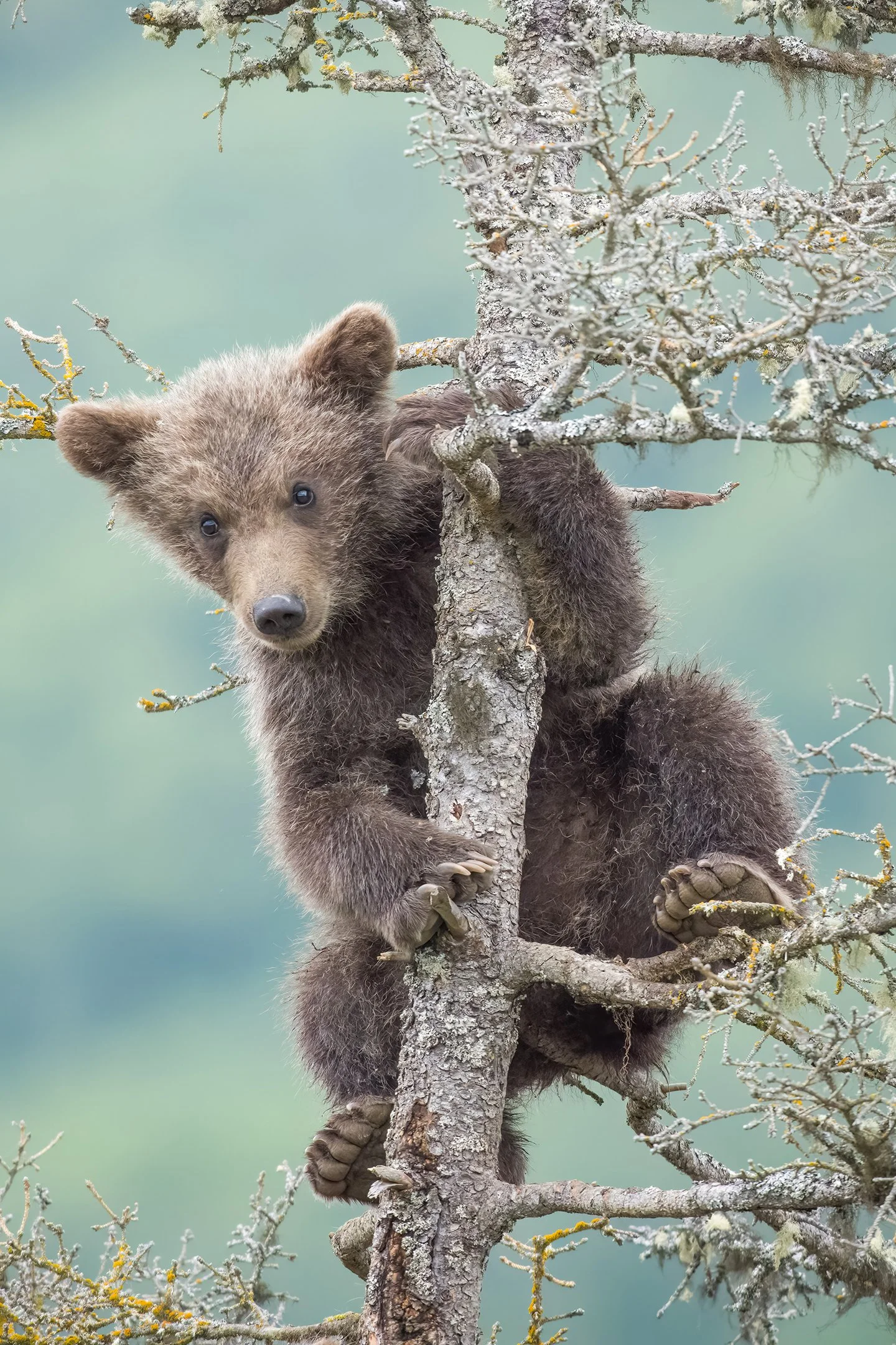 Brown Bear cub 909 junior high up in a spruce tree overlooking Brooks Falls in Alaska.