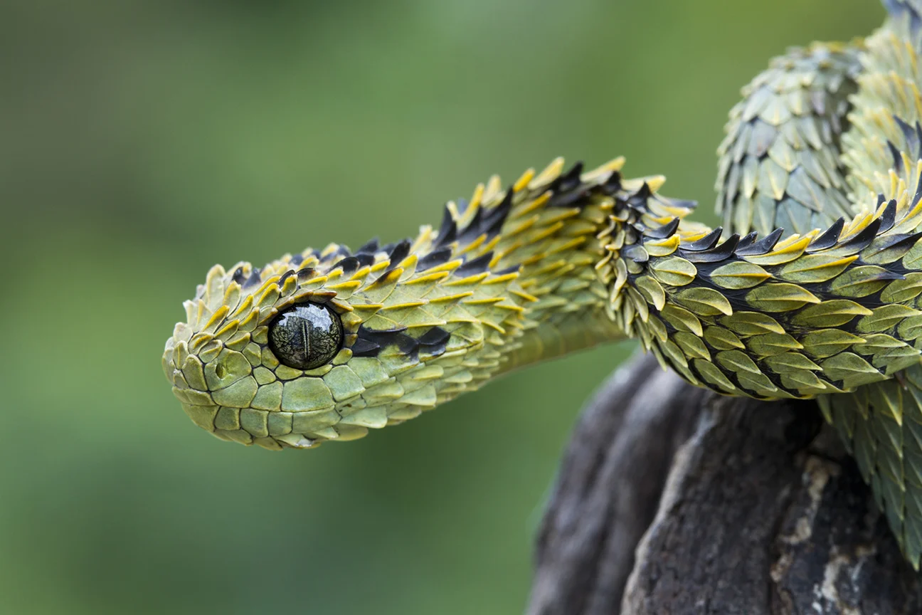 Hairy Bush Viper