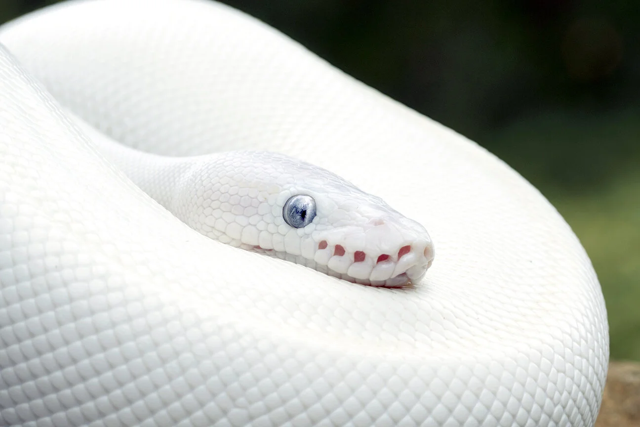 Leuctistic Ball Python