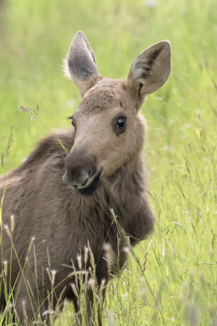Baby Moose