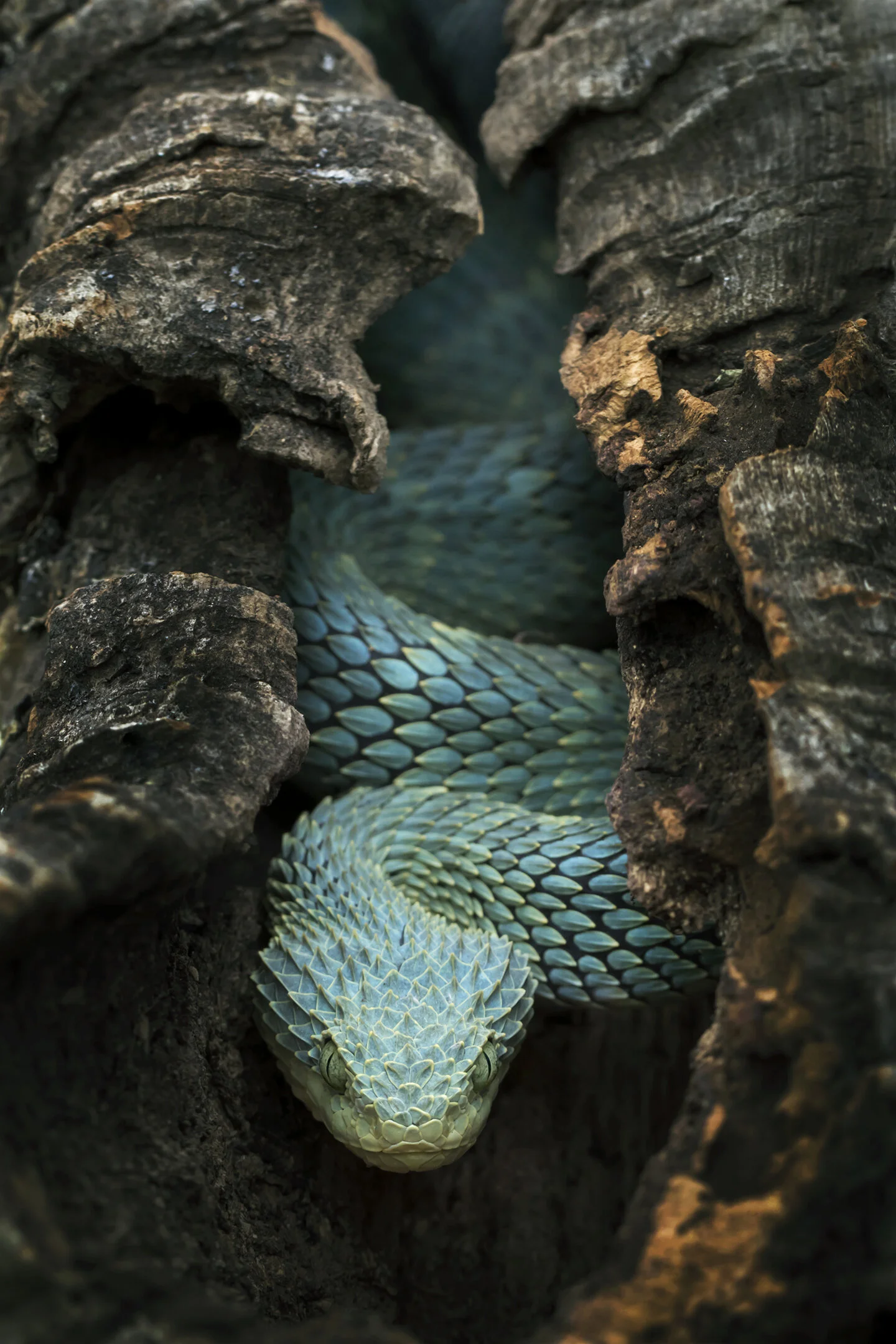 Bush Viper (Atheris squamigera)
