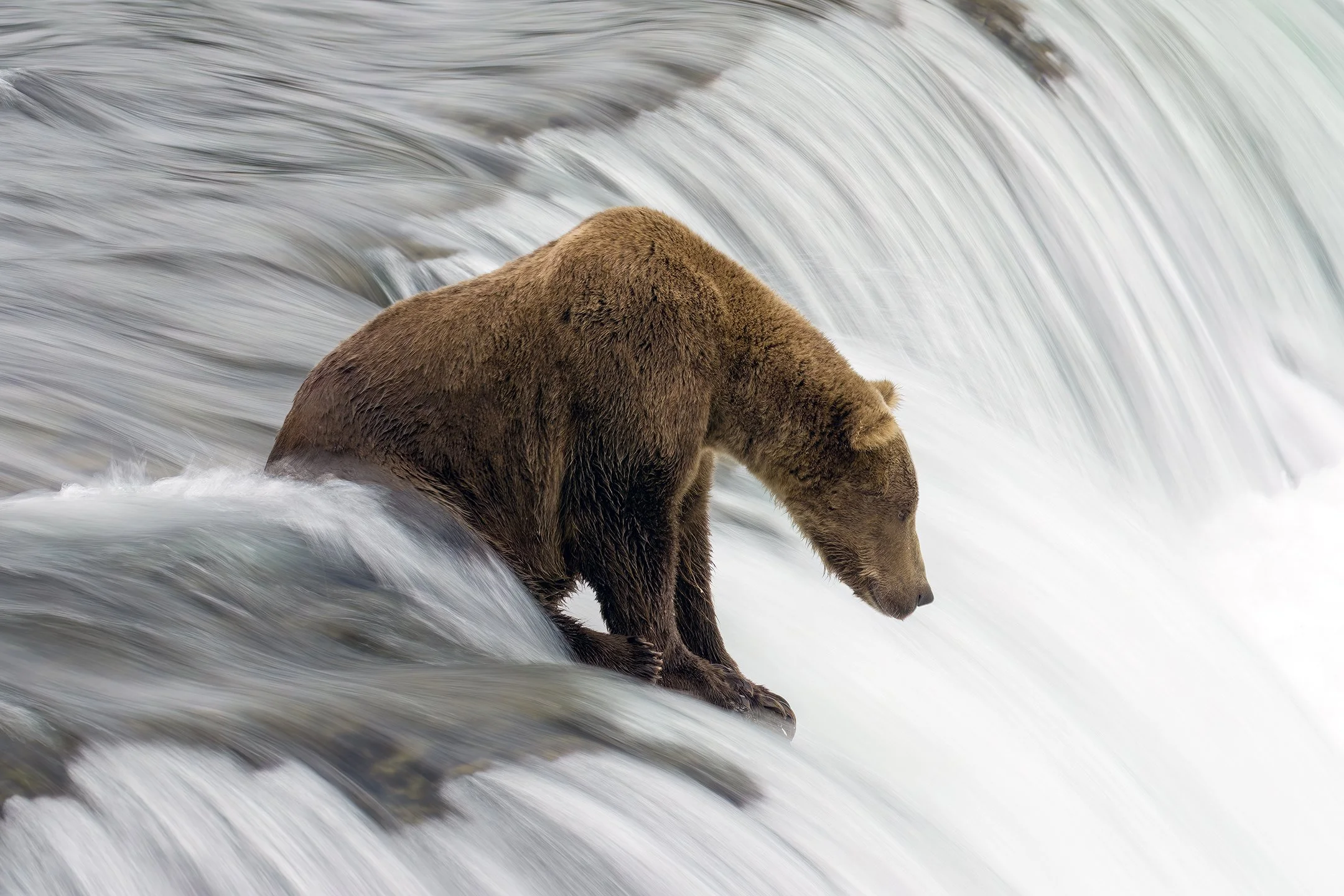 Brown Bear 903 Gully at Brooks Falls. Long Exposure. August 2023.