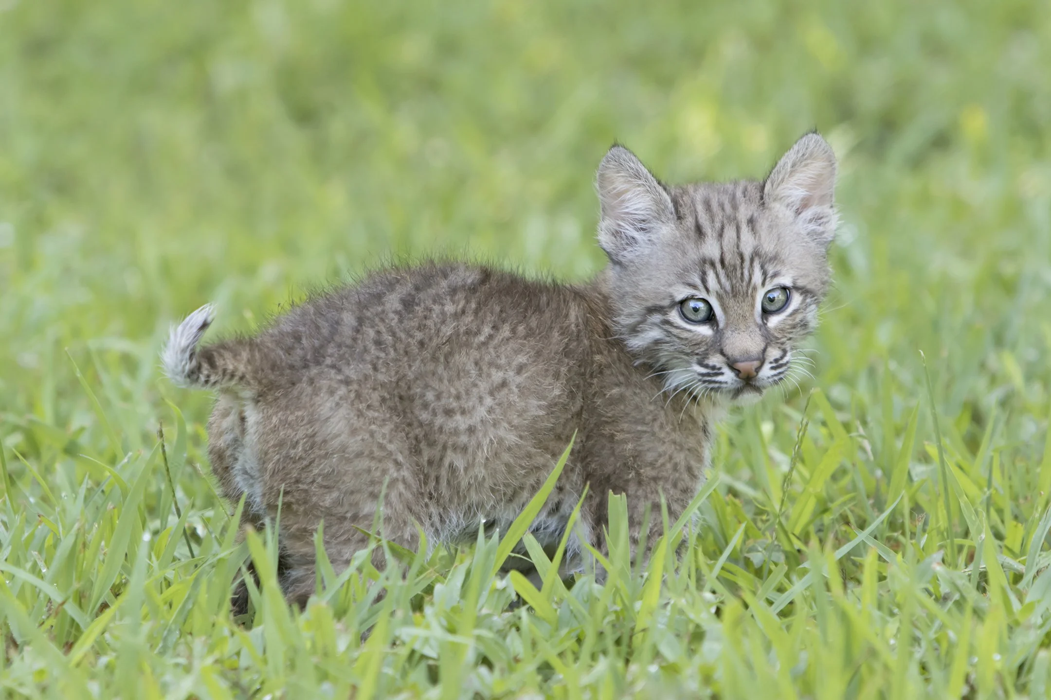 Baby Bobcat