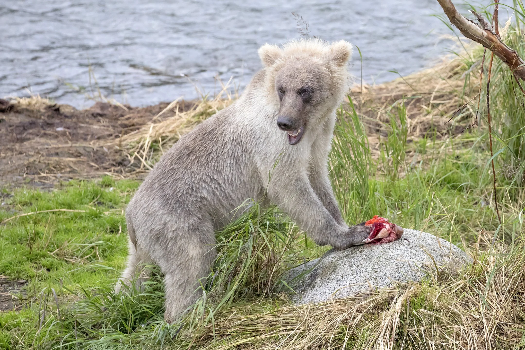 Silver Brown Bear Cub at Brooks Falls