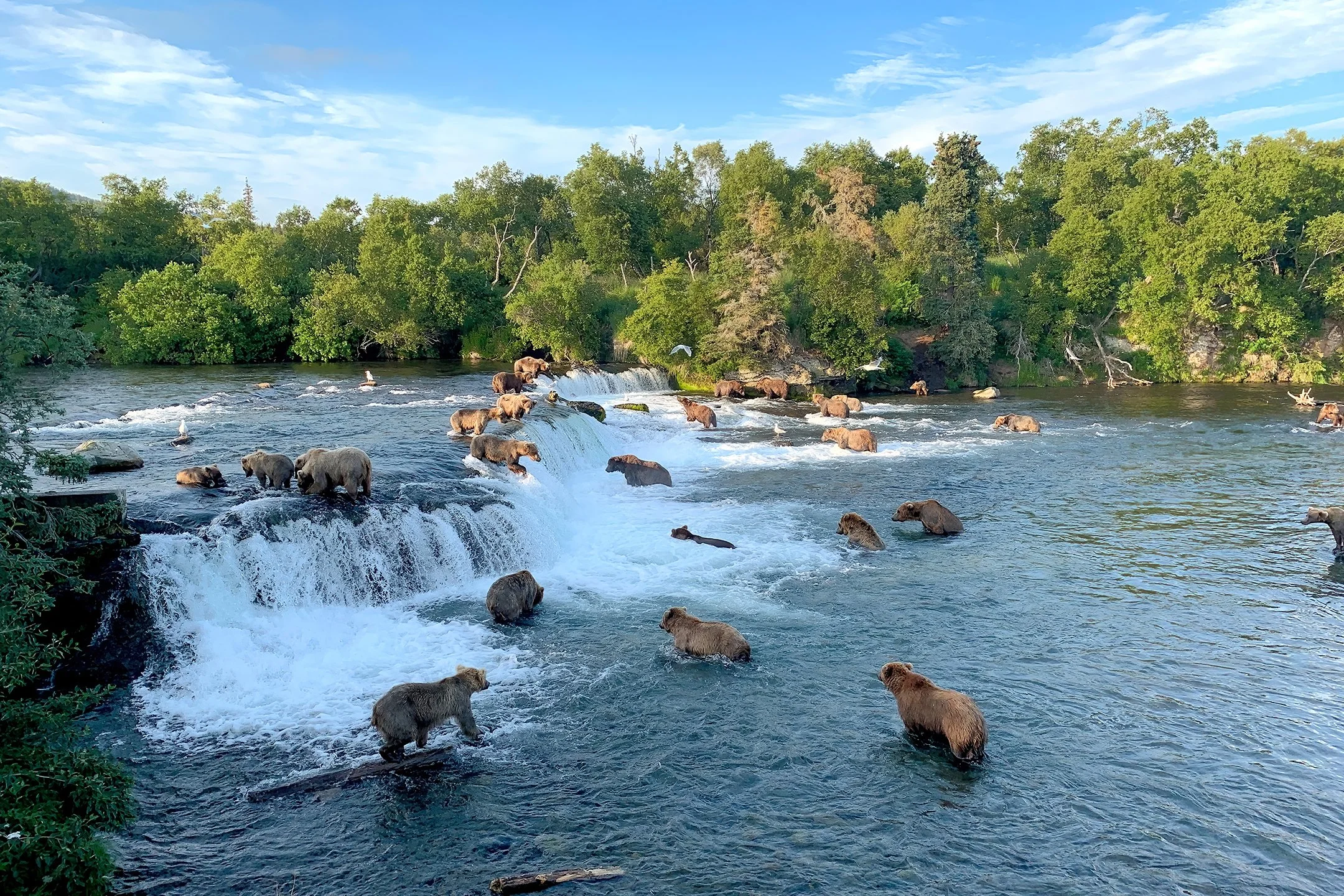 On July 17, 2021 I was able to witness and photograph an amazing site. One of the largest gathering of brown bears in the history of Brooks Falls.