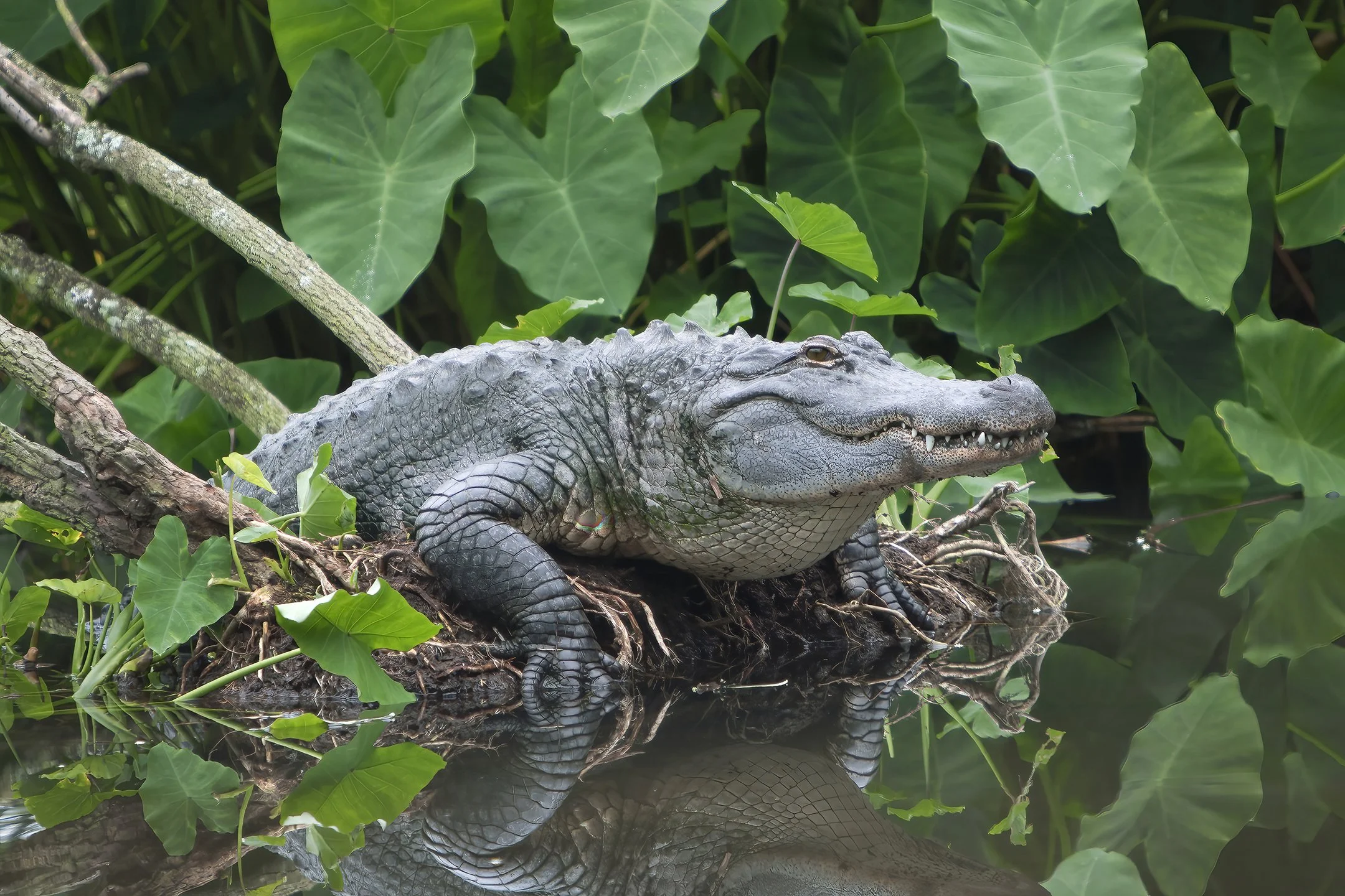 Alligator in swamp