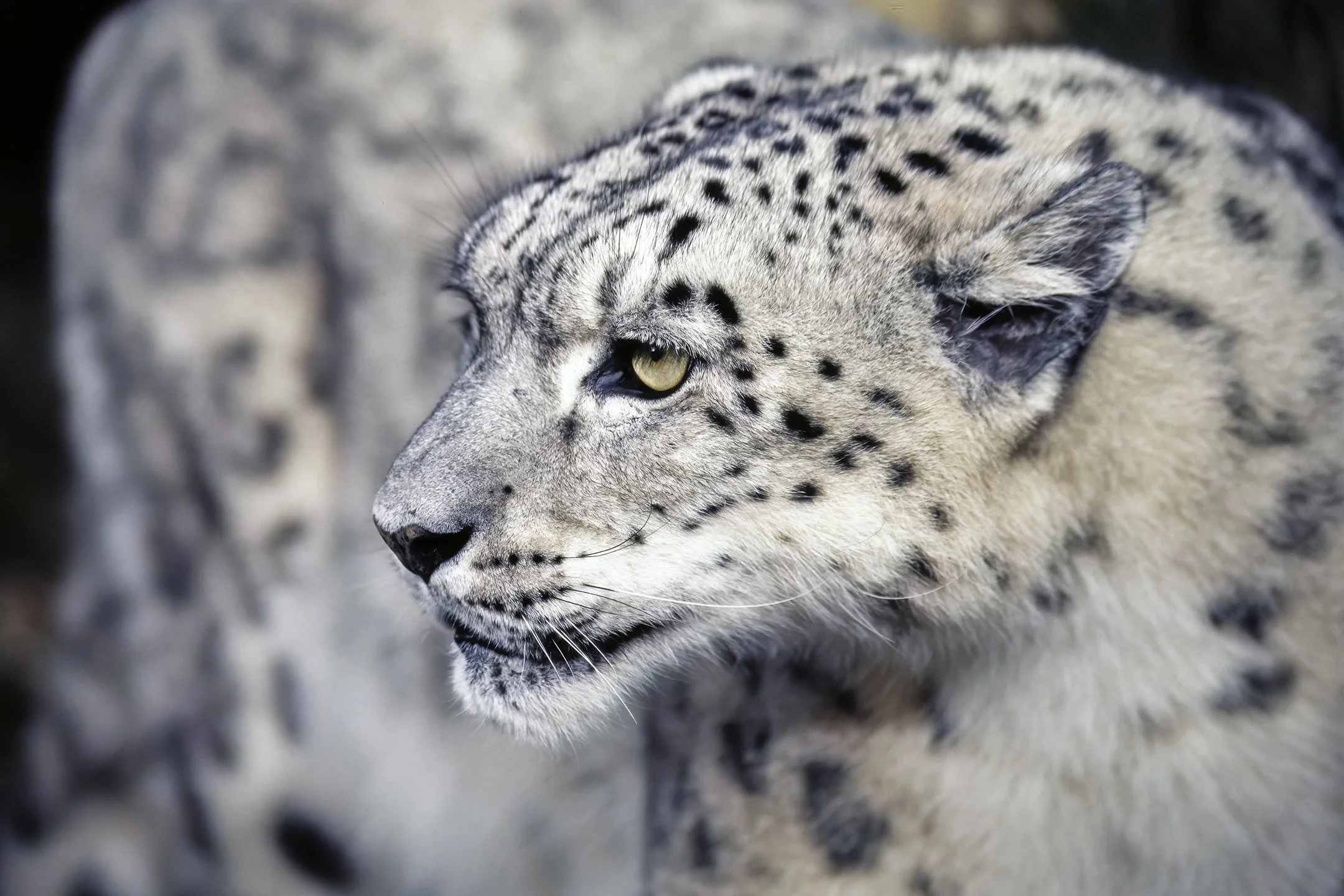 Snow Leopard
