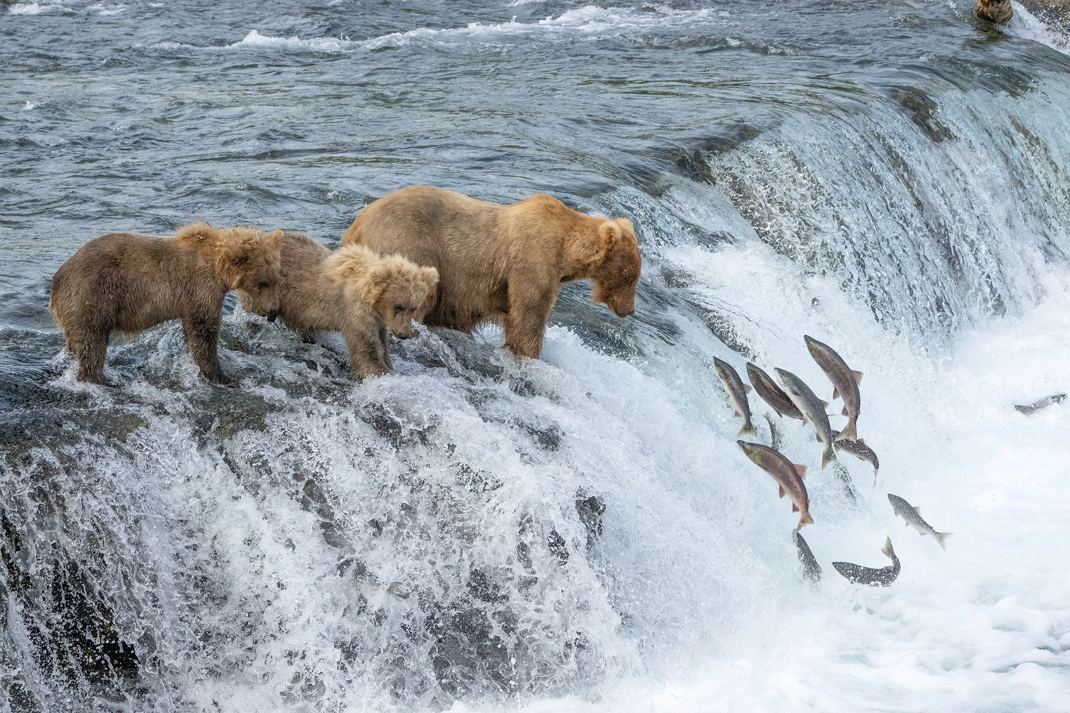 Brown Bear 128 Grazer fishes the lips of the falls with her two second year cubs. July 2021