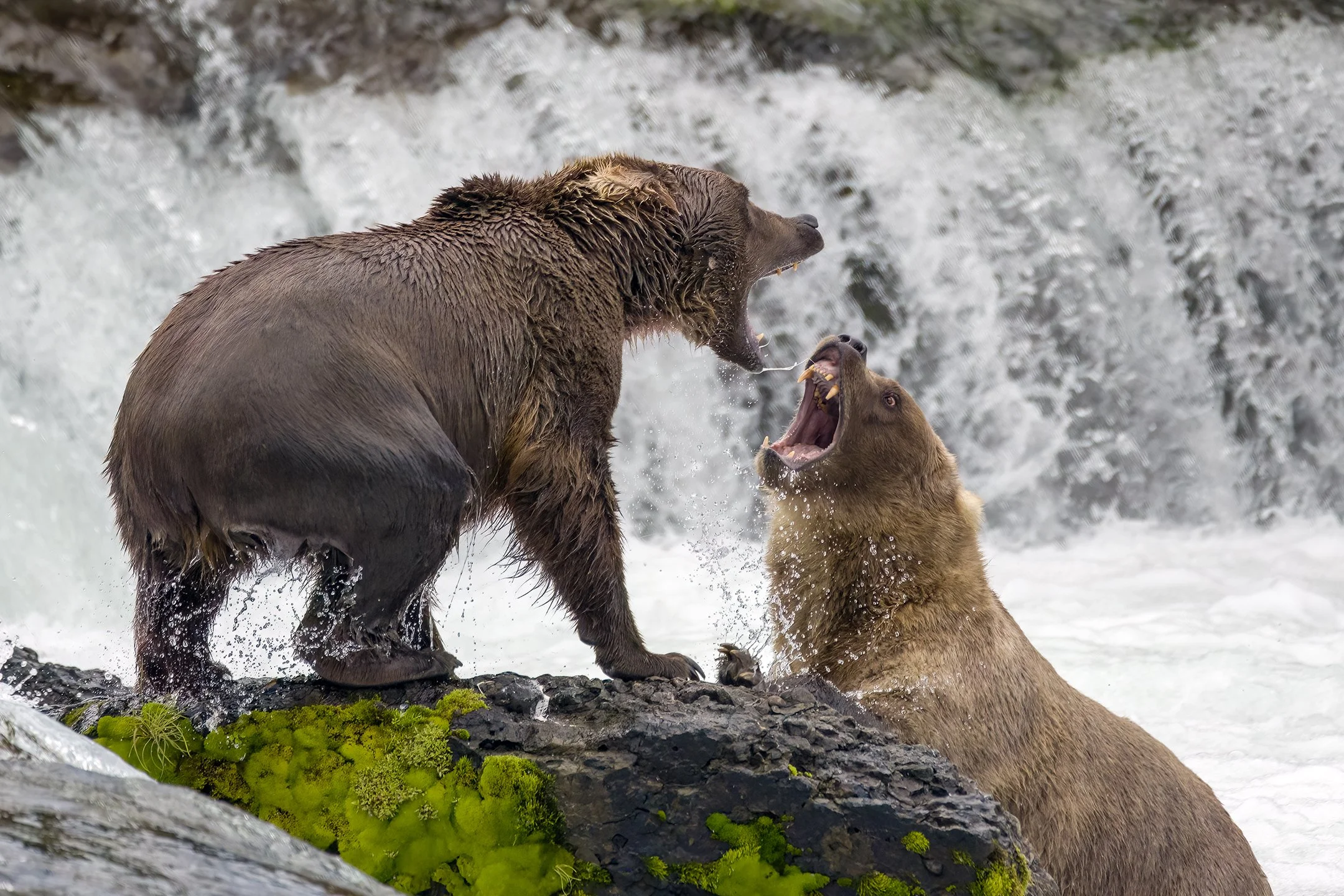 Brown Bear 909 (left) & Brown Bear 128 Grazer (right) fight over a fishing location.
