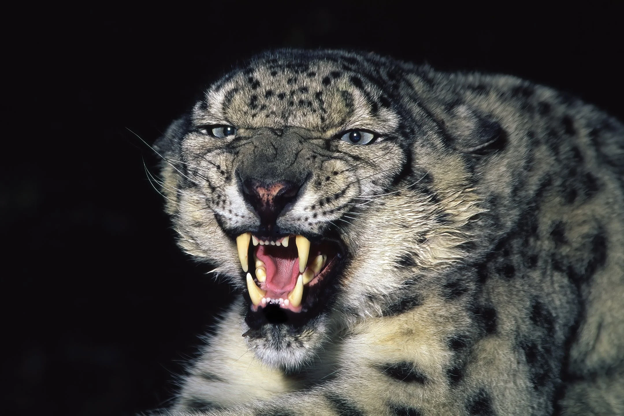 Snow Leopard