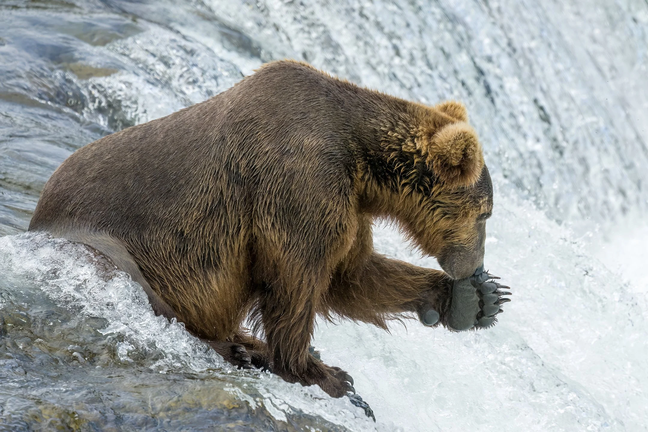 Brown Bear 821 Pepper with paw out. August 2023.