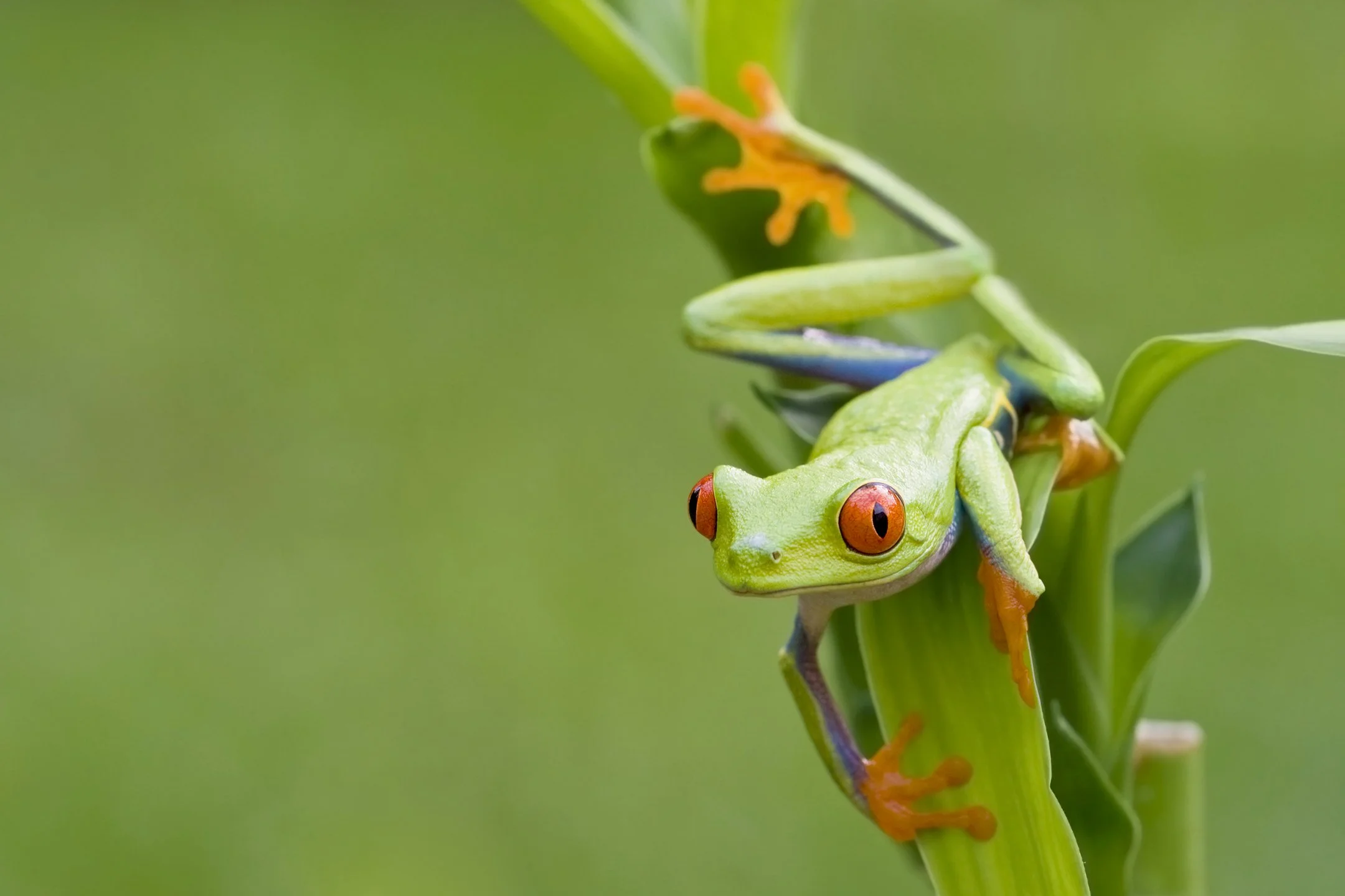 Red-eyed Tree Frog