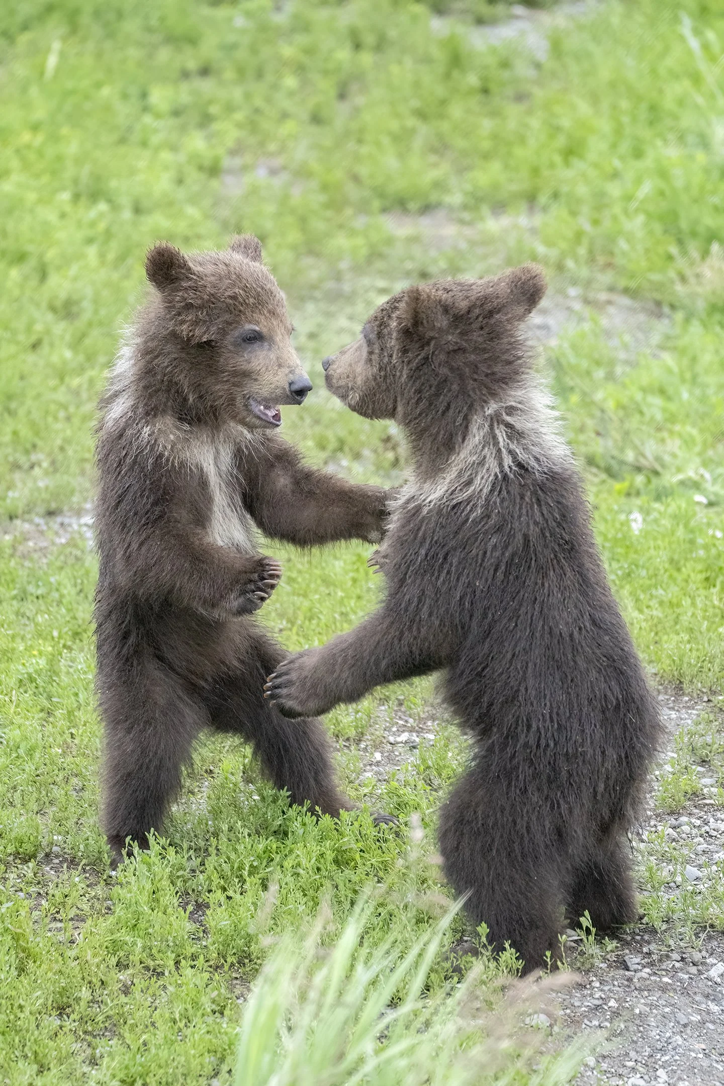 Two 1st year cubs play-fight along the river’s edge at Brooks Falls. July 2022.