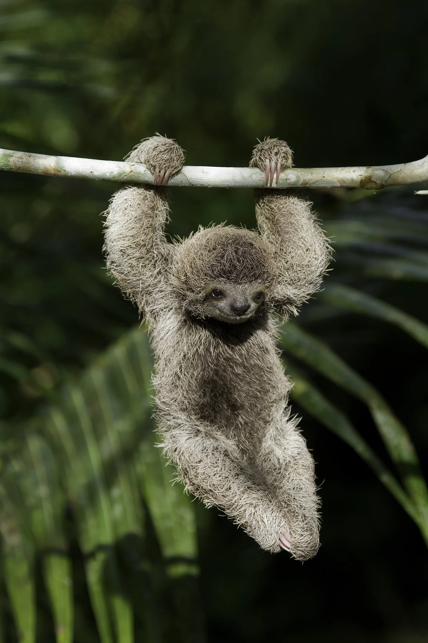Baby Brown-throated Three-toed Sloth