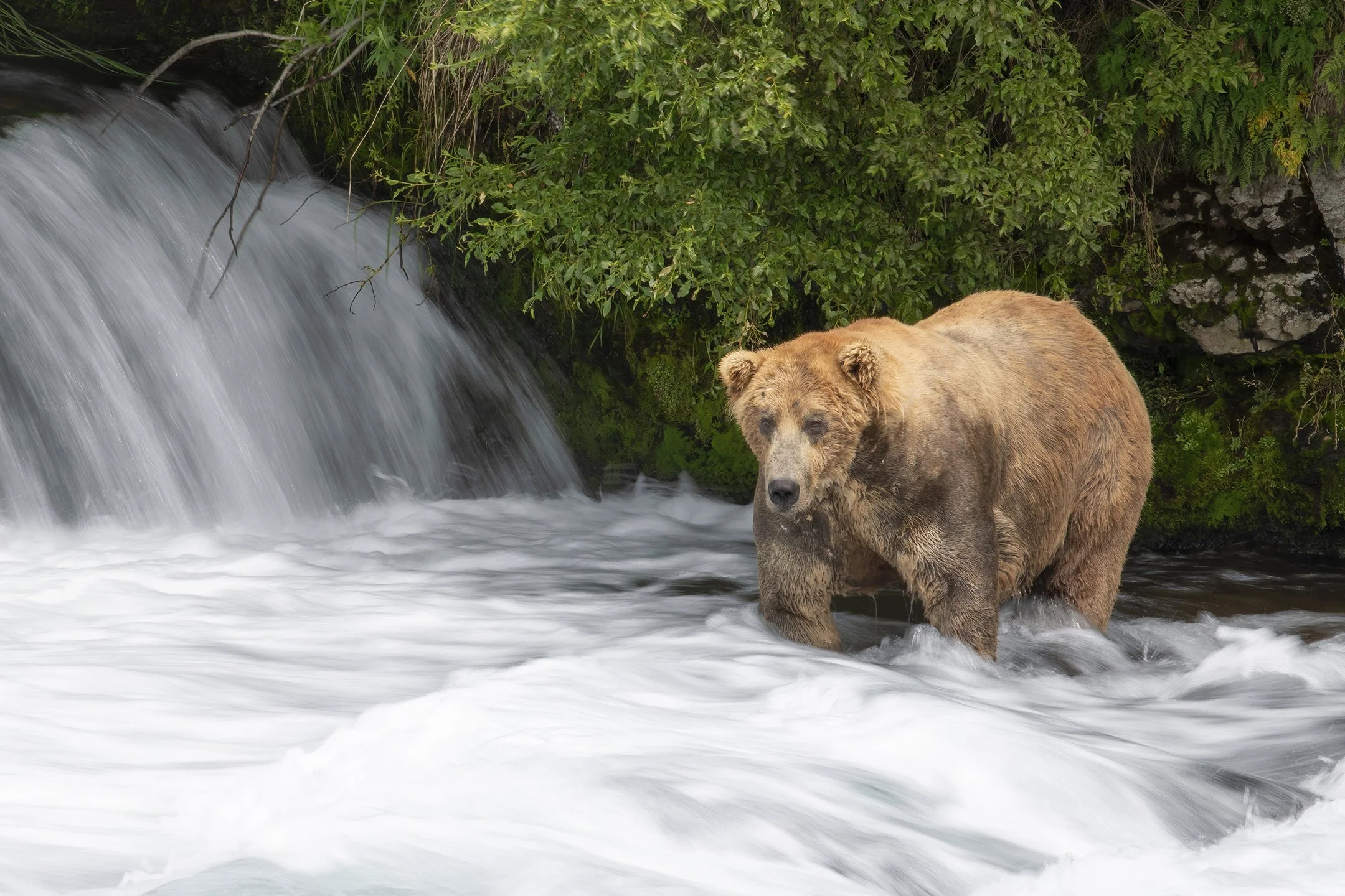 Brown Bear 480, Otis, "The King."