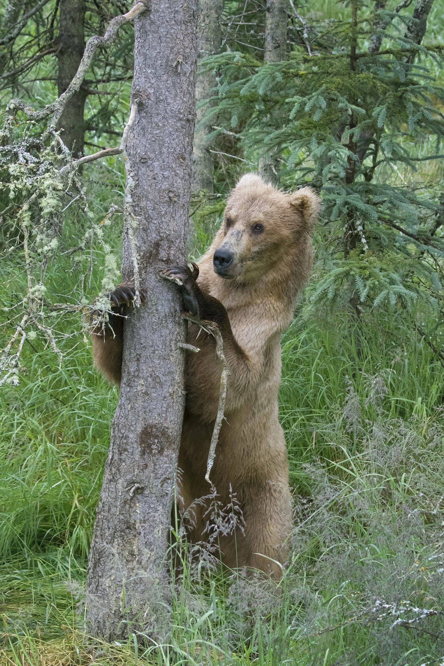 Brown Bear 128 Grazer