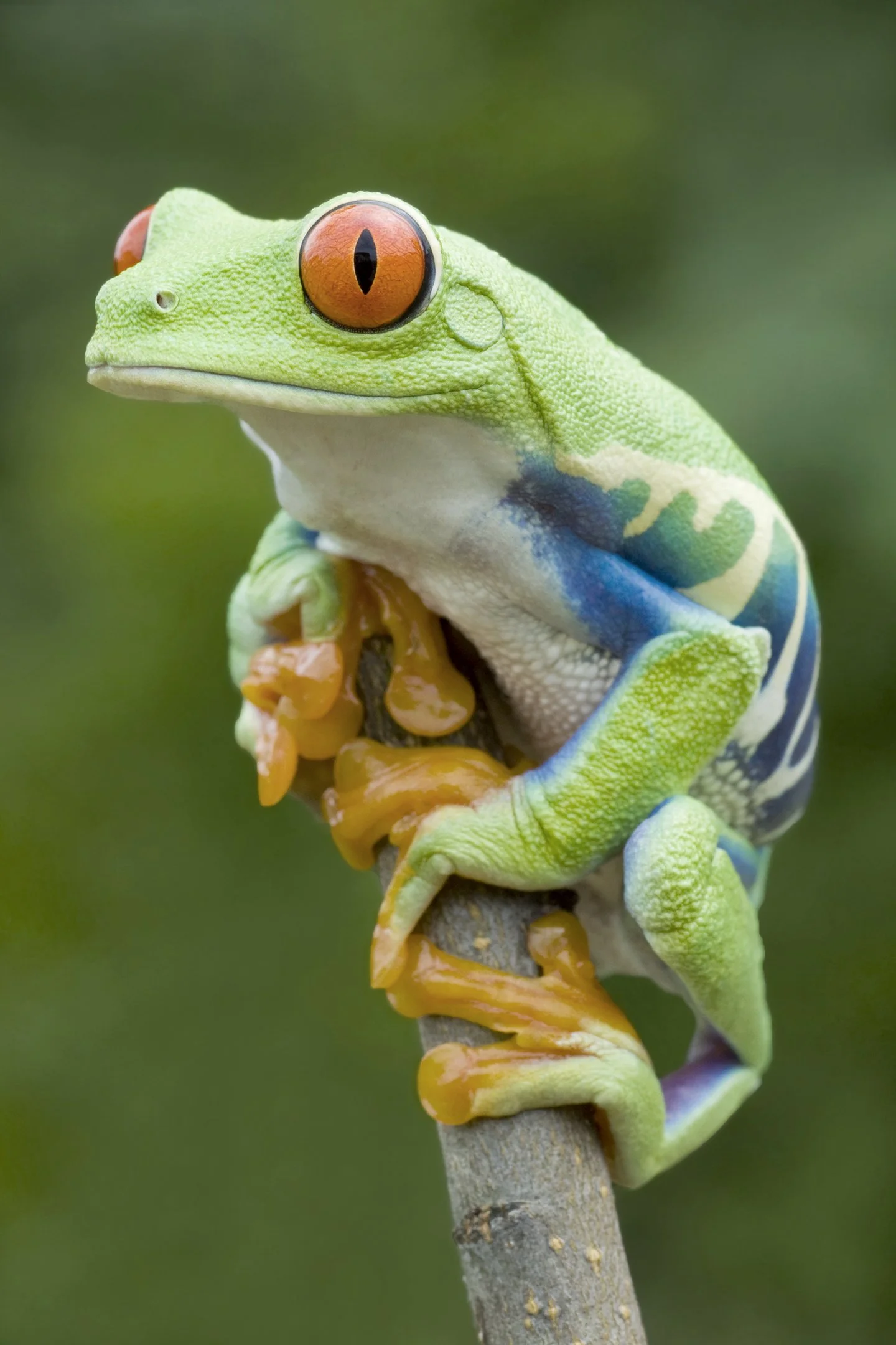 Red-eyed Tree Frog