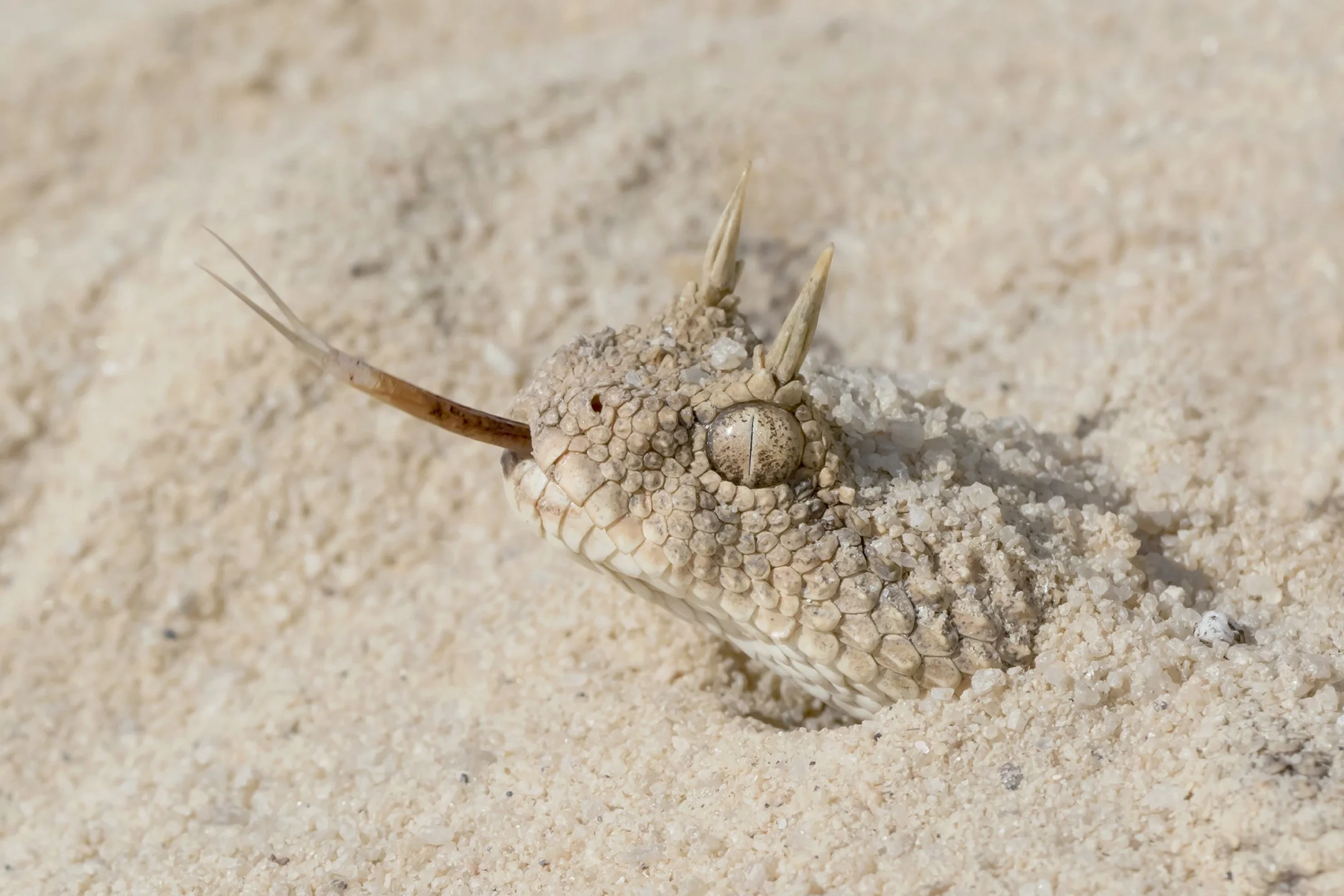 Desert Horned Viper
