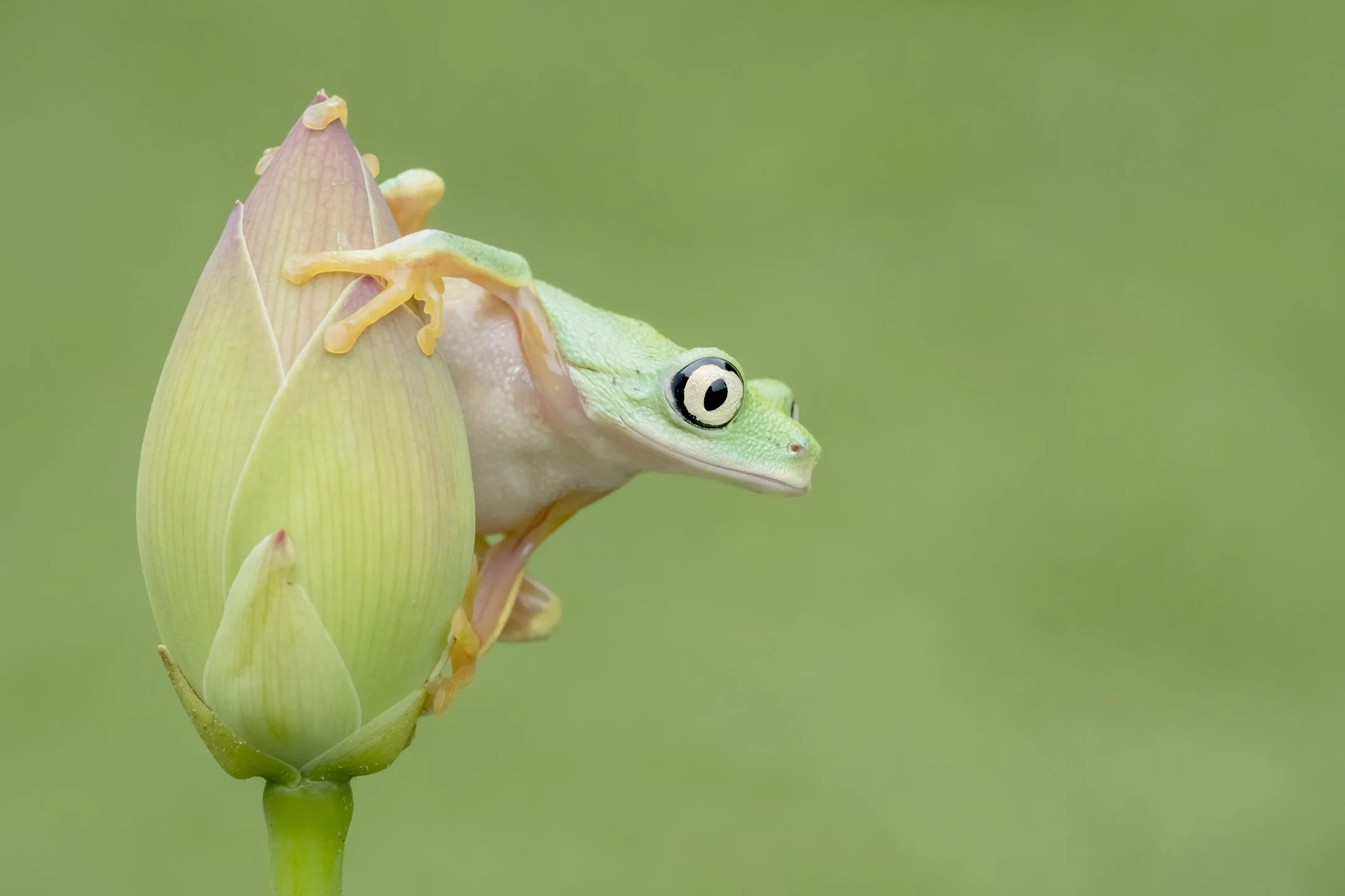 Lemur Frog on Lotus