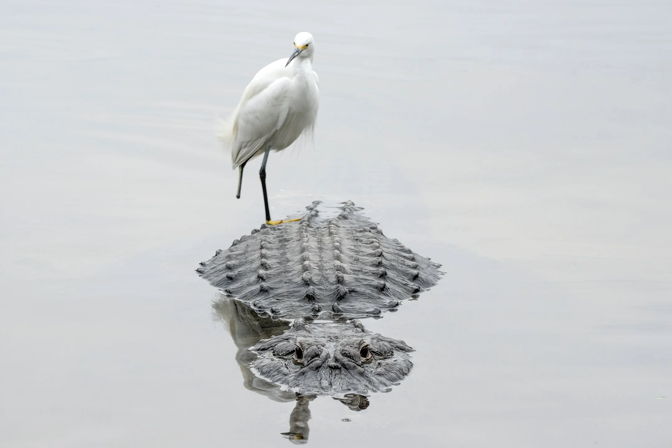 A snowy egret with one leg stands  on the back of an alligator, pushing his luck.