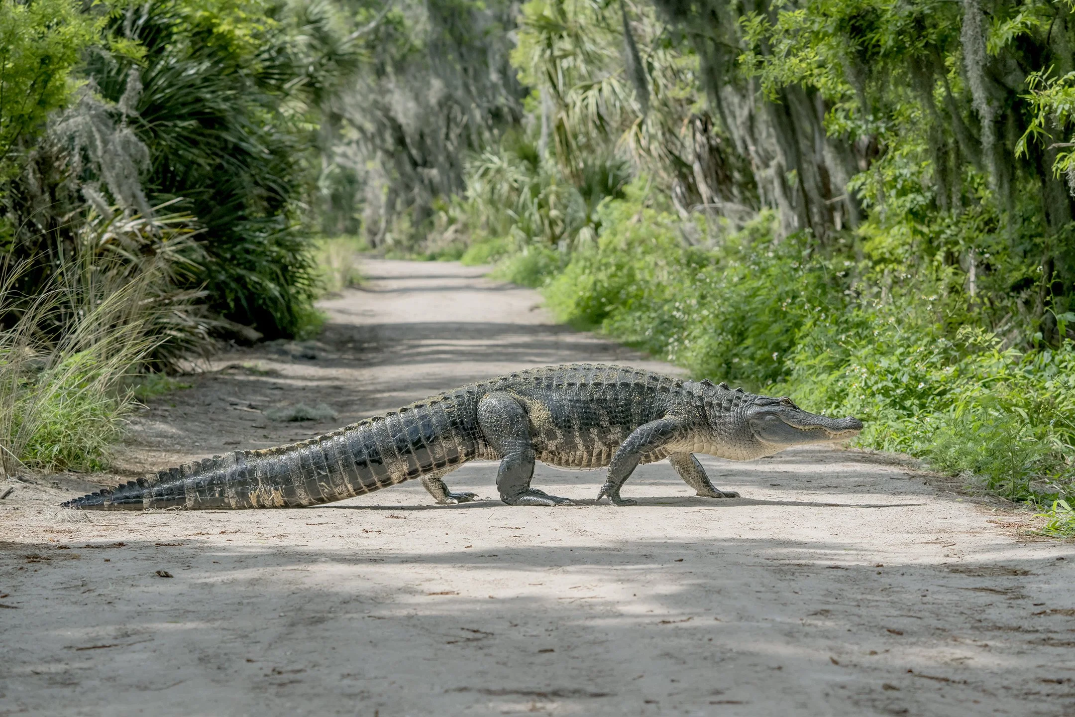 American Alligator crossing trail