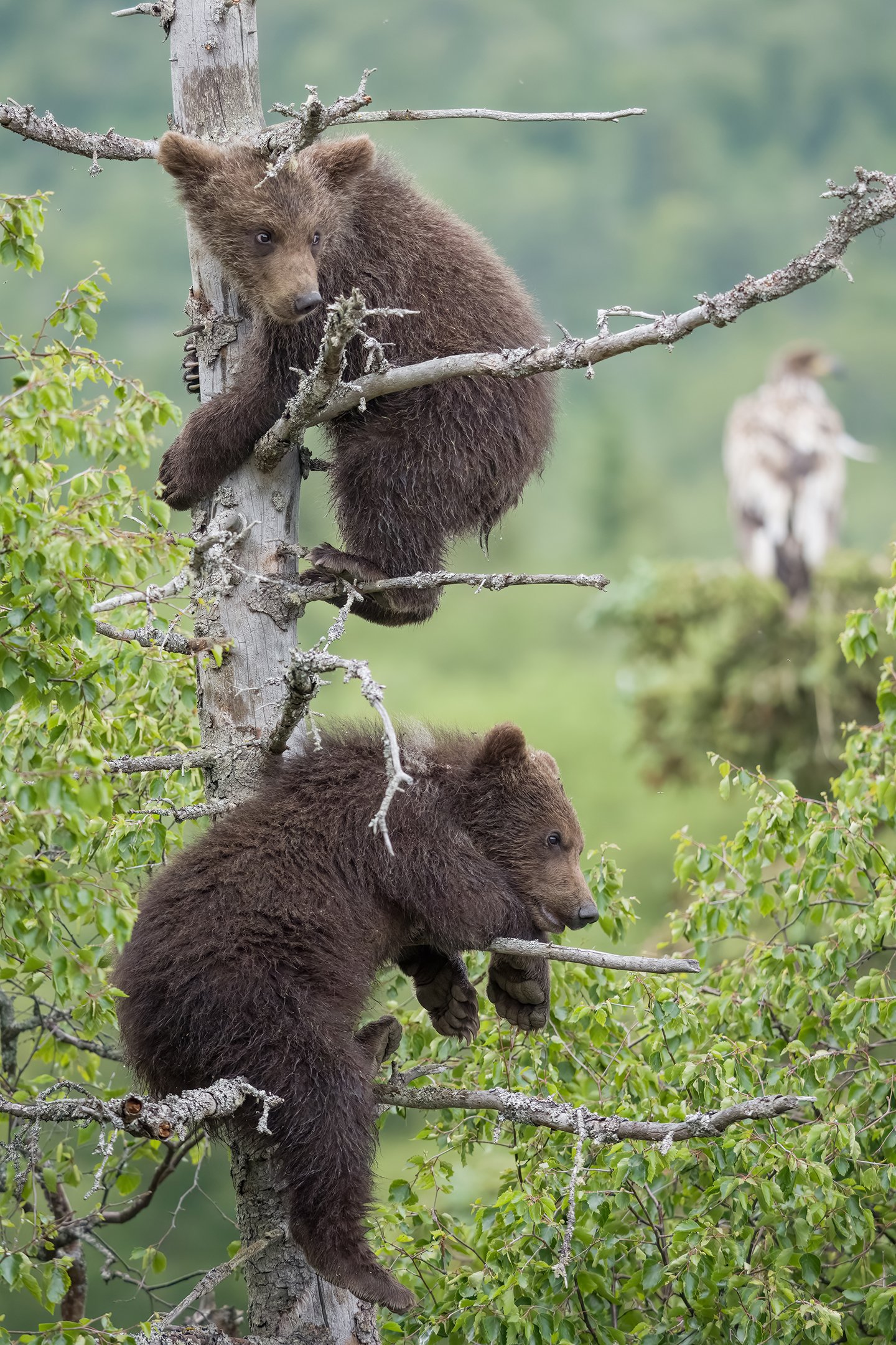 Cubs from bear 909 cling on to a dead spruce tree high above Brooks Falls in July, 2026.