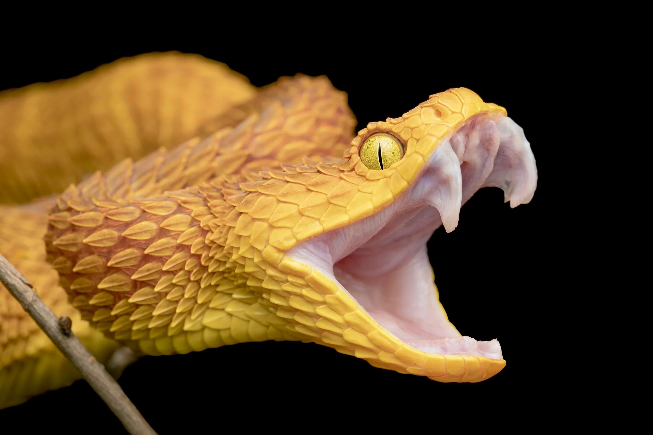Fangs of a Bush Viper