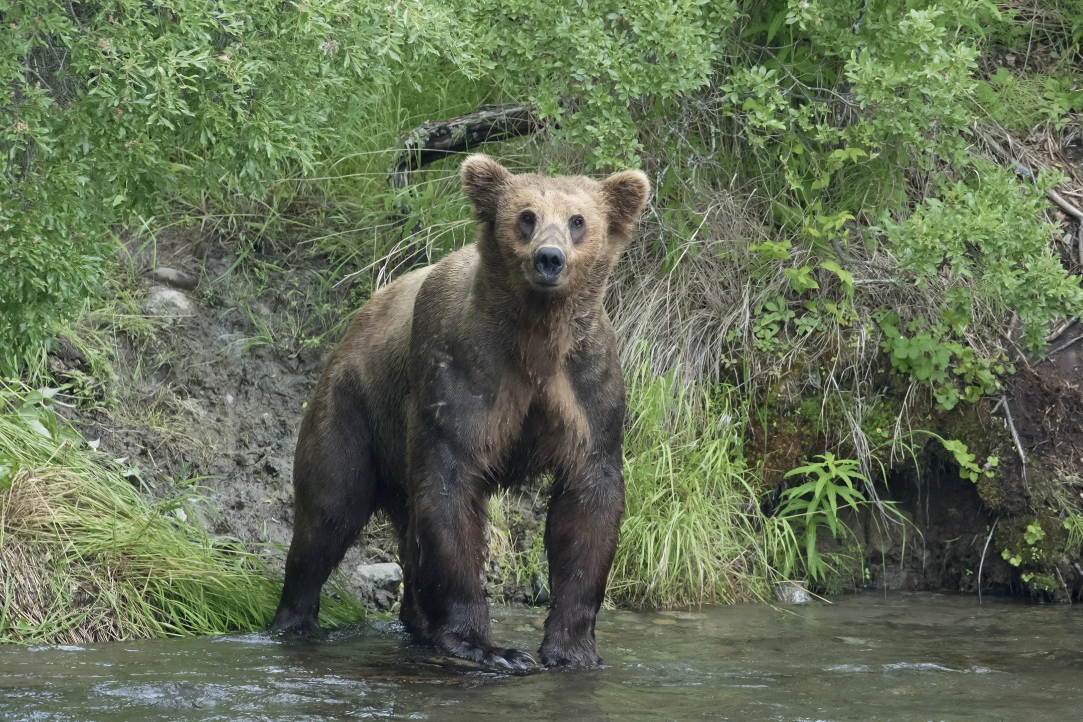 Brown Bear 151 Walker. 2016 Brooks Falls, Alaska
