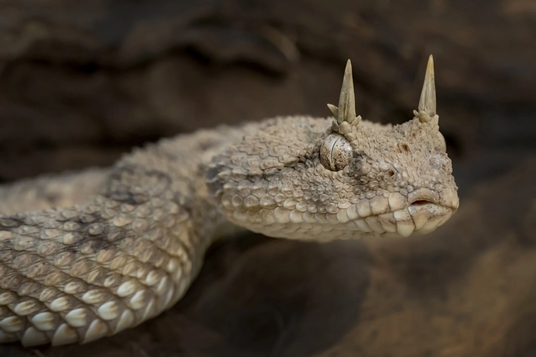 Desert Horned Viper
