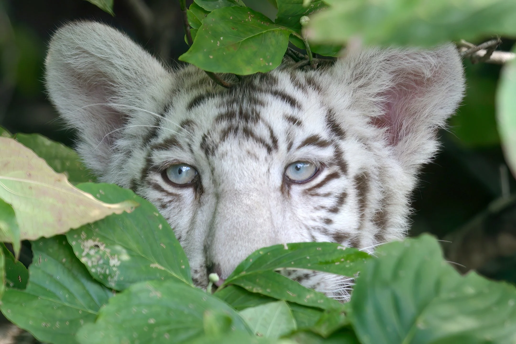 White Tiger Cub