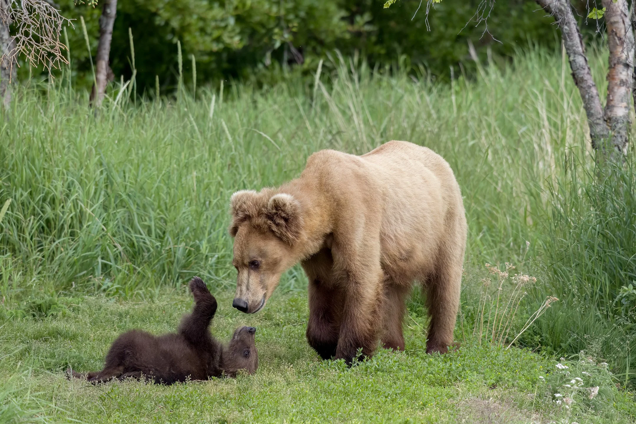 Brown Bear 306 (1st time mother) and her new cub play at the rivers edge.