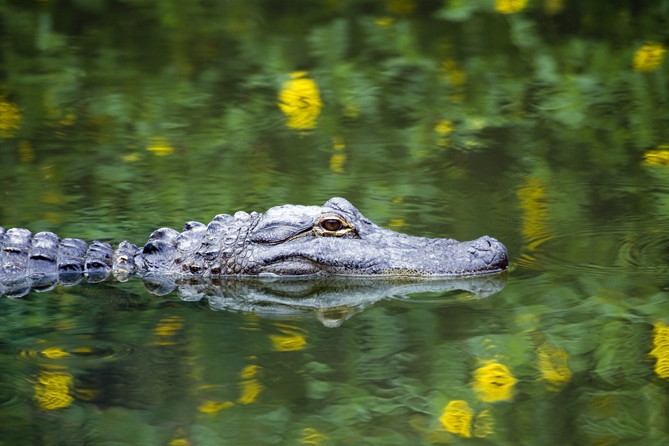 Alligator Swimming in Reflective Water