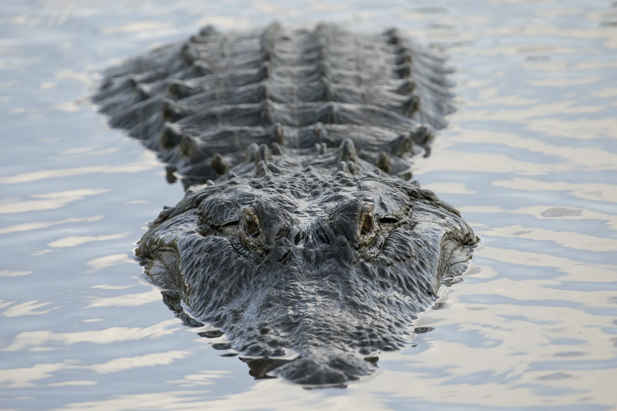 American Alligator at dusk
