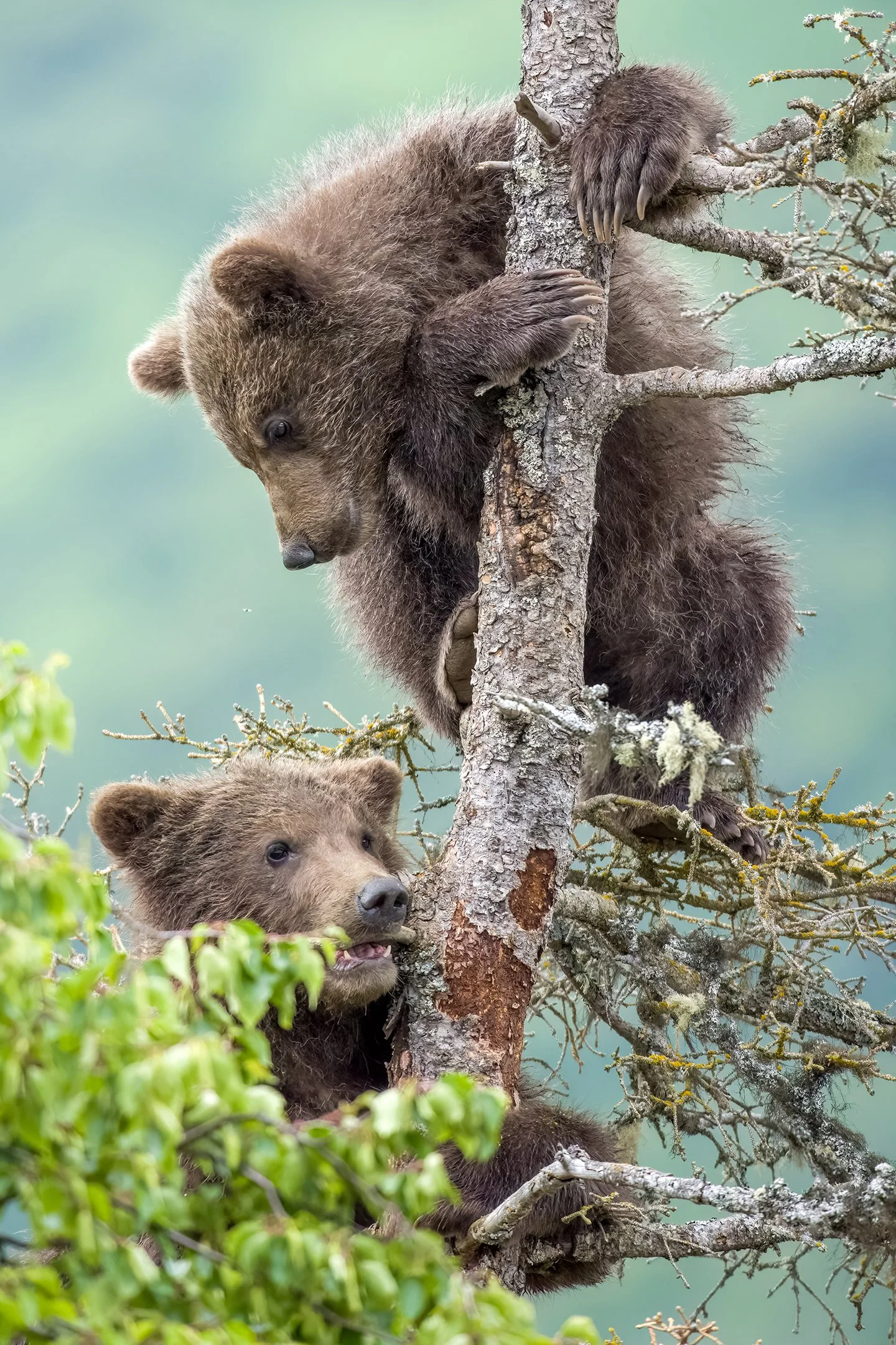 Cubs from bear 909 cling on to a dead spruce tree high above Brooks Falls in July, 2026.