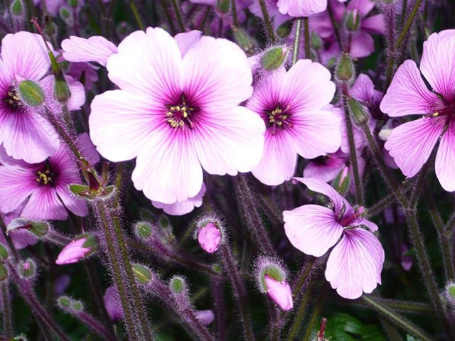 Geranium maderense #geraniums #madeira #gardenflowers