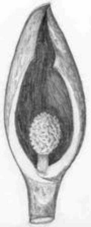 Figure 3. Skunk cabbage spathe; the front part has been cut off to show the flower head (spadix).